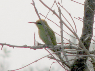 07 Oiseau Vert